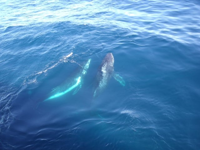 dolphins at sea